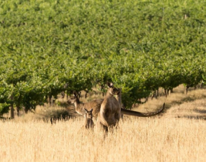 Cycle the Clare Valley trail
